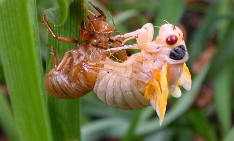 Cicada expected this year